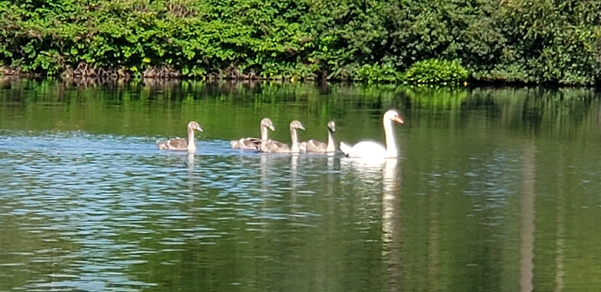 Mute Swan - ML250666511