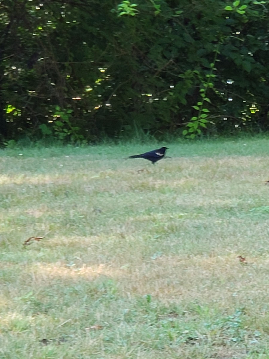 Red-winged Blackbird - Erik Johnson