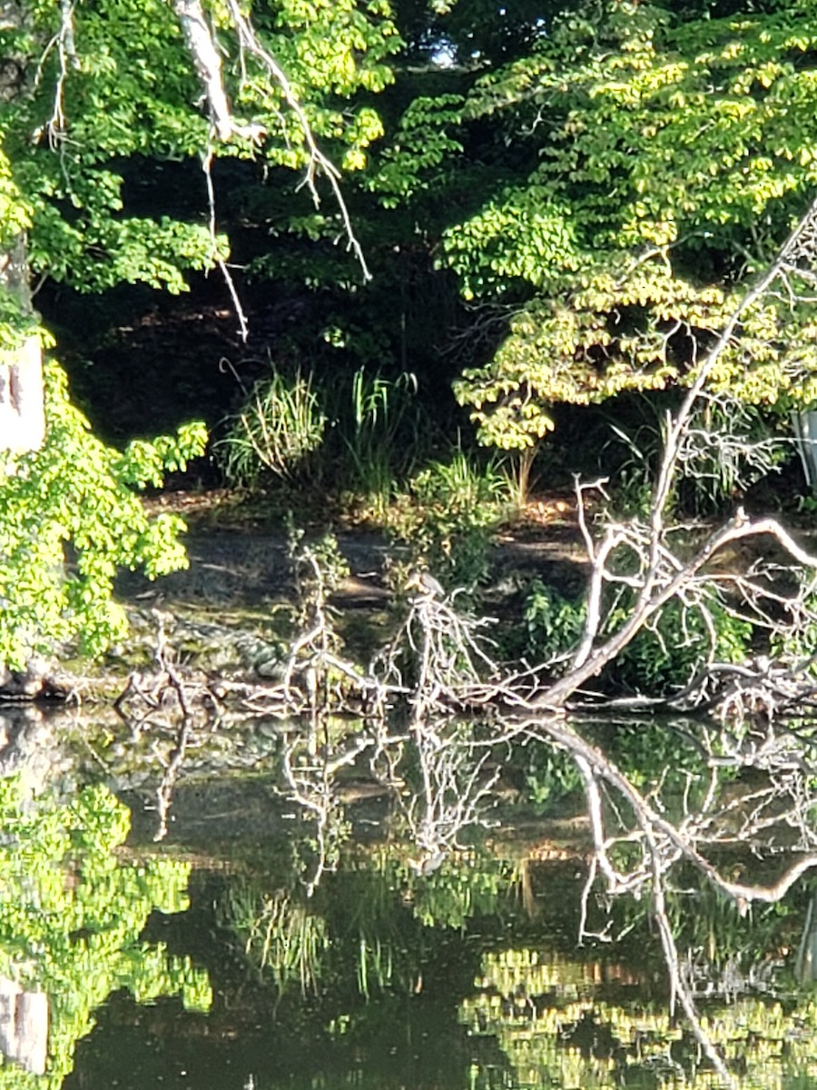 Green Heron - ML250666651