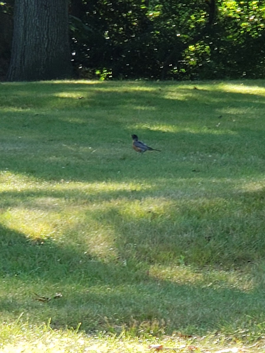 American Robin - Erik Johnson