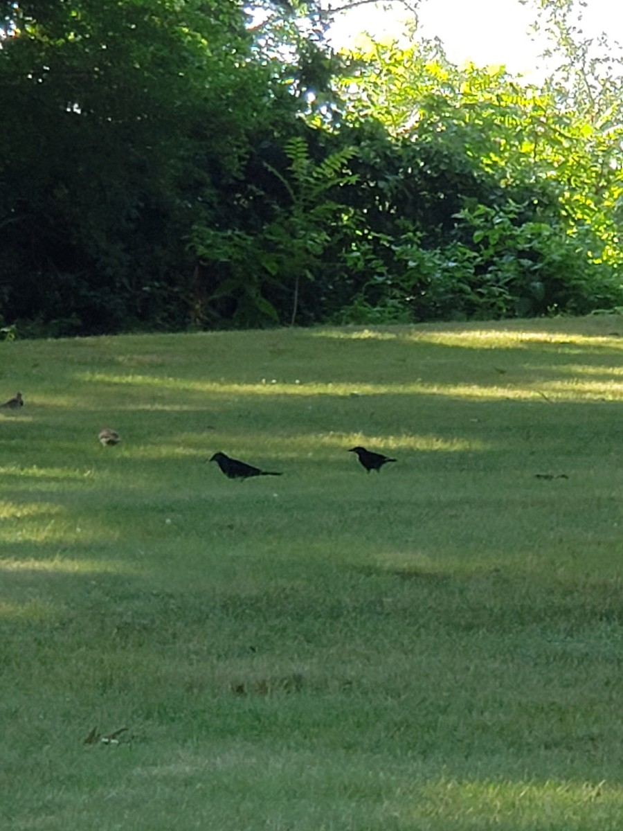 Common Grackle - Erik Johnson