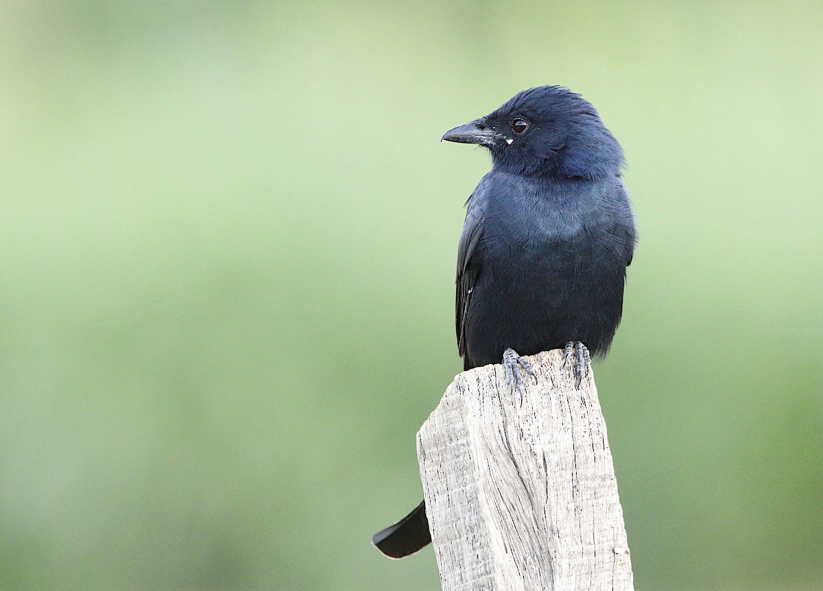Black Drongo - ML250668331