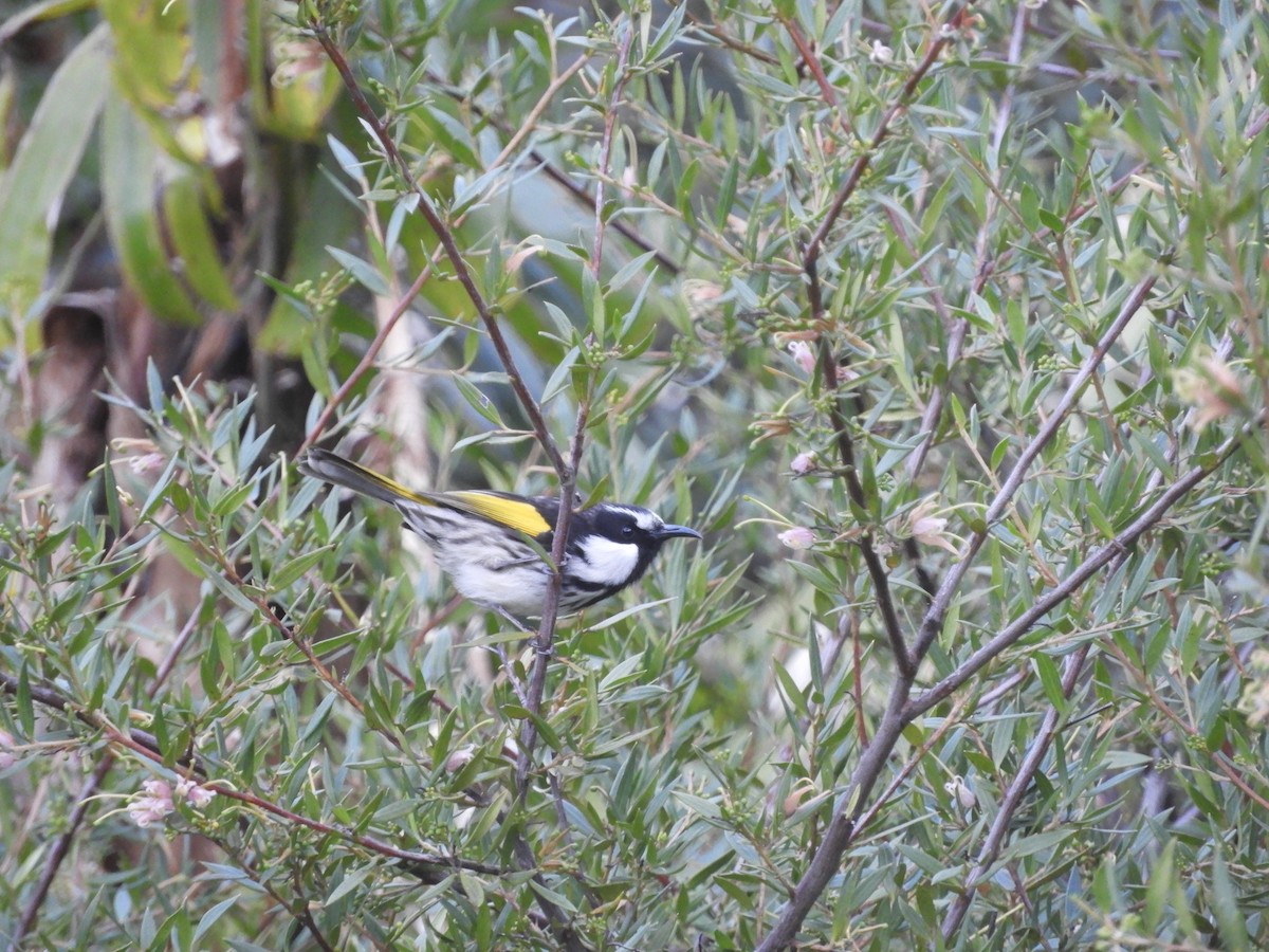 White-cheeked Honeyeater - Carla Jackett