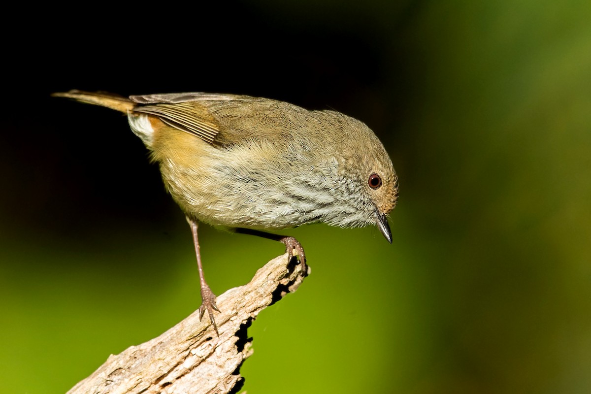 Brown Thornbill - ML250672291