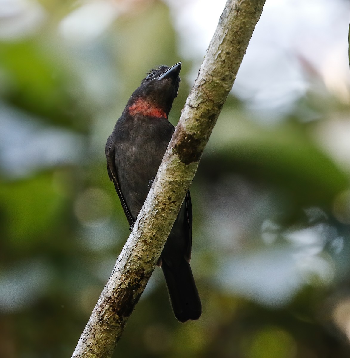 Pink-throated Becard - Per Smith