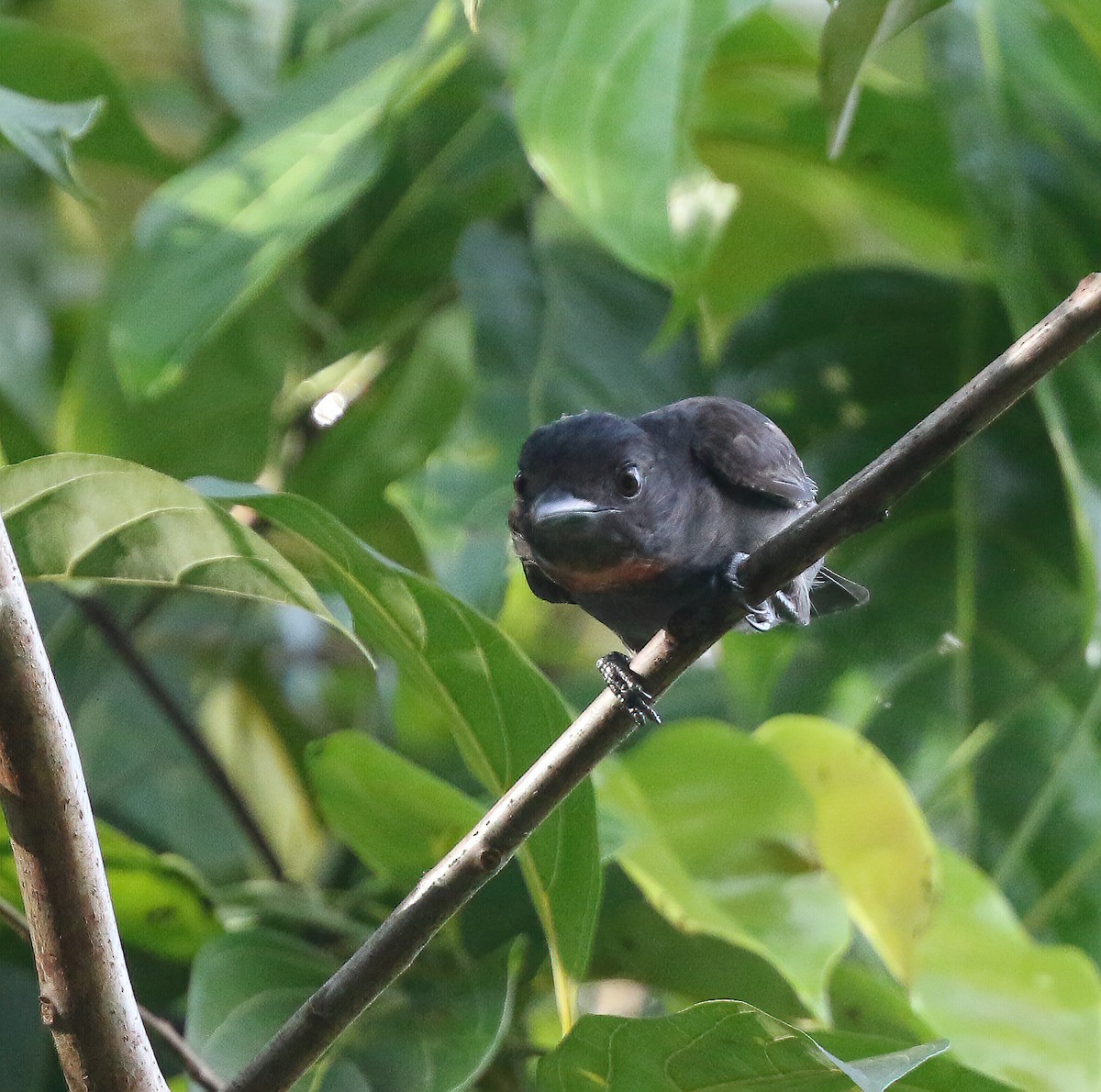 Pink-throated Becard - Per Smith