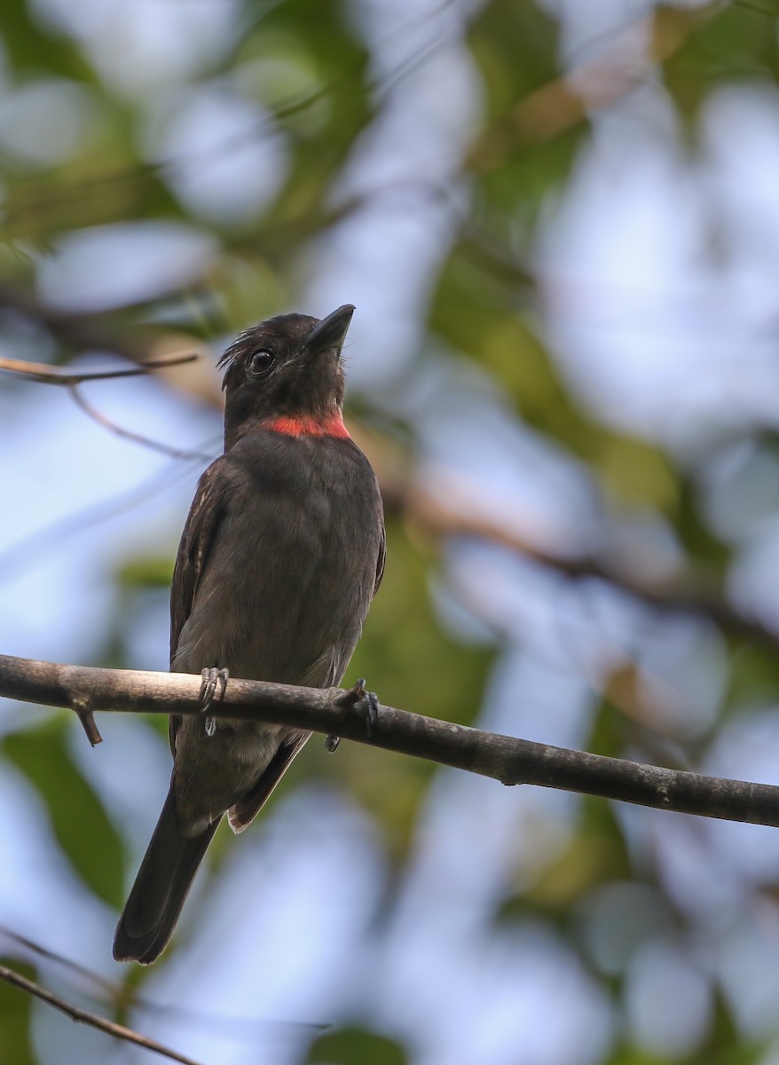 Pink-throated Becard - ML250672481