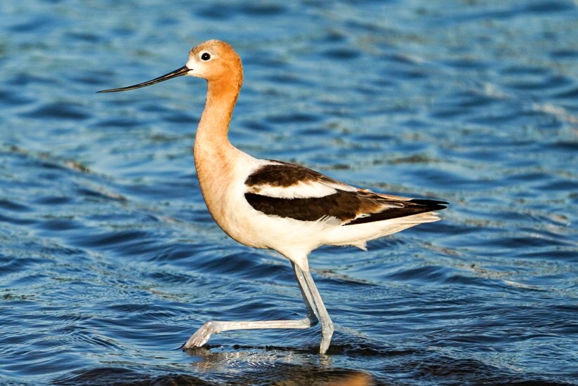 American Avocet - Kyle Brock