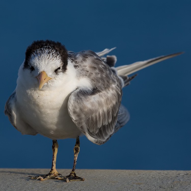 Lesser Crested Tern - ML250673351