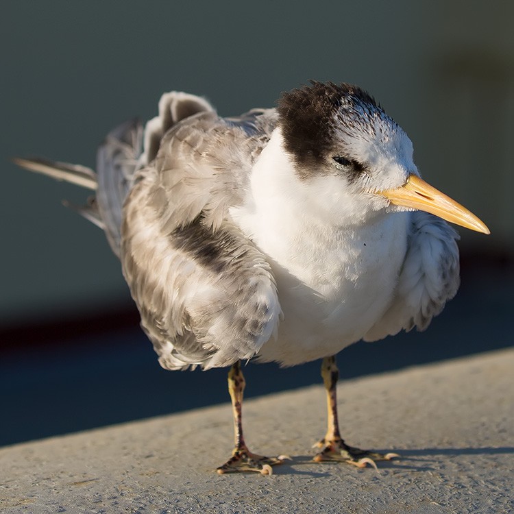 Lesser Crested Tern - www.aladdin .st