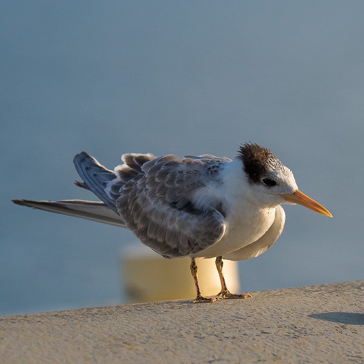 Lesser Crested Tern - ML250673421