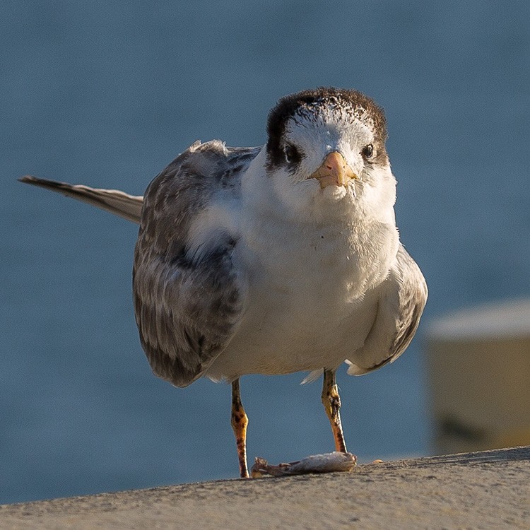 Lesser Crested Tern - ML250673431