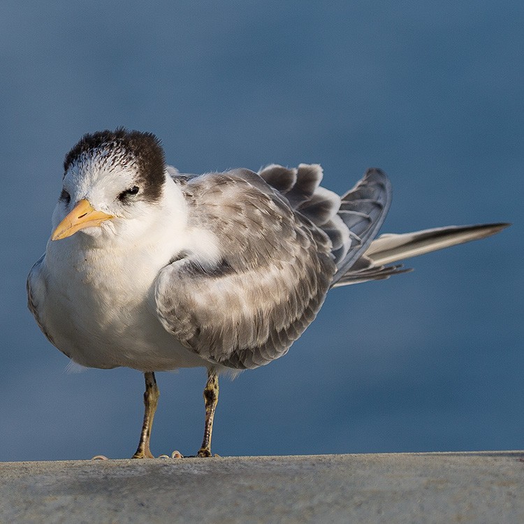 Lesser Crested Tern - ML250673441