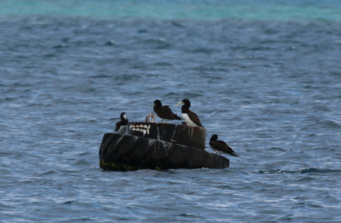 Brown Booby - ML250673531