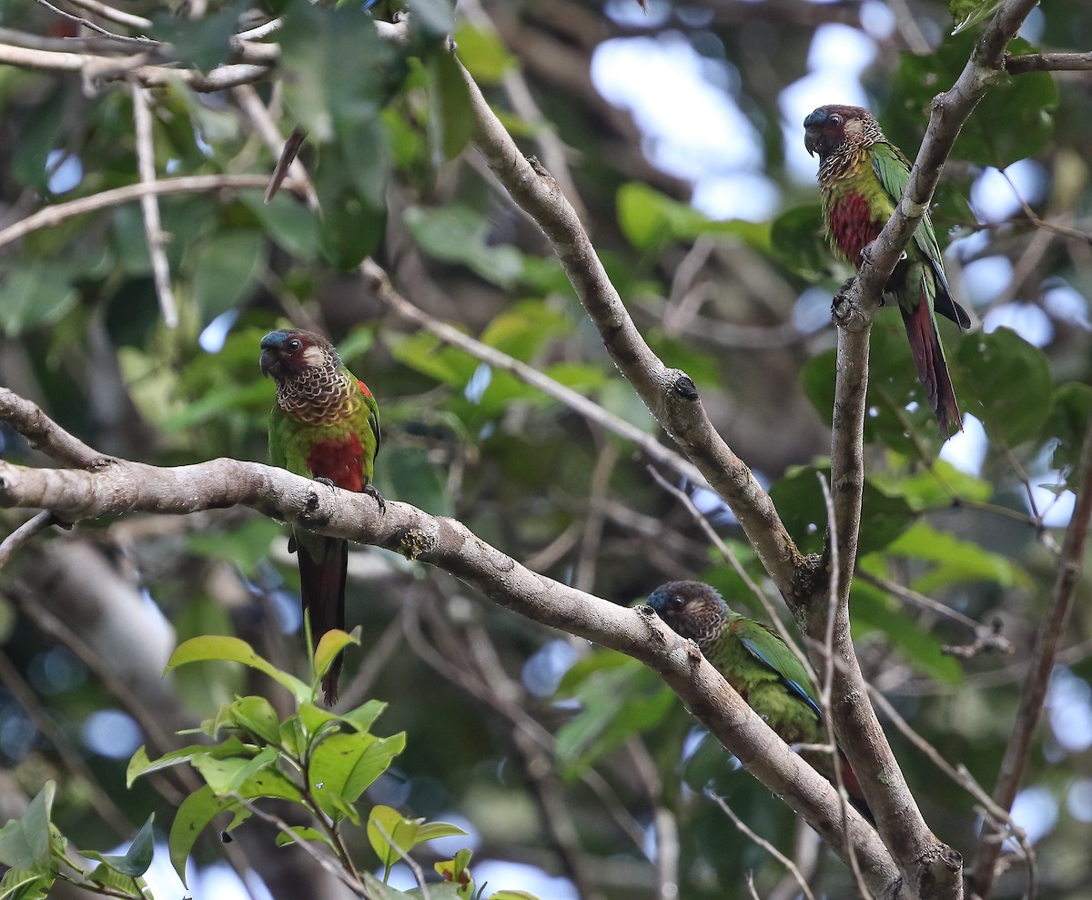 Painted Parakeet - ML250673861