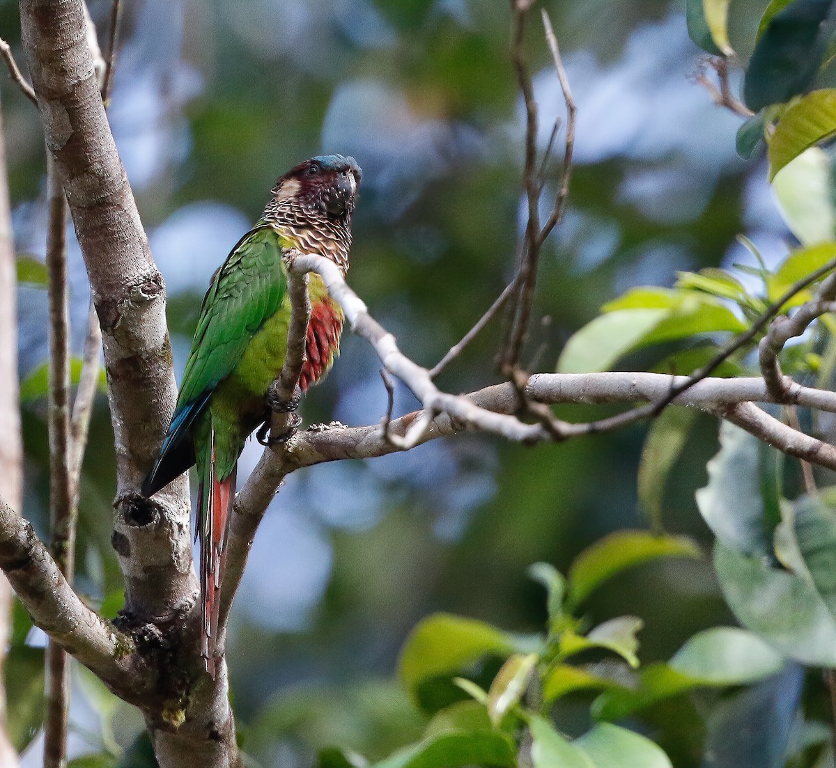 Painted Parakeet - ML250673931