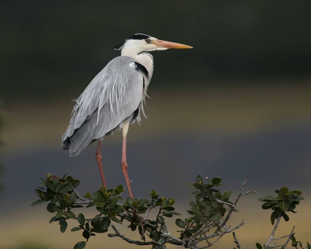 volavka popelavá (ssp. cinerea/jouyi) - ML250674881