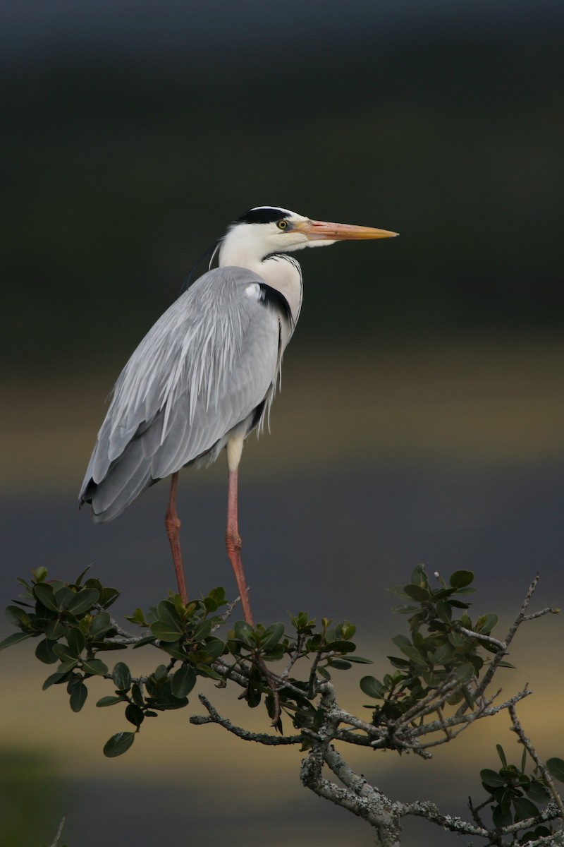 volavka popelavá (ssp. cinerea/jouyi) - ML250674891