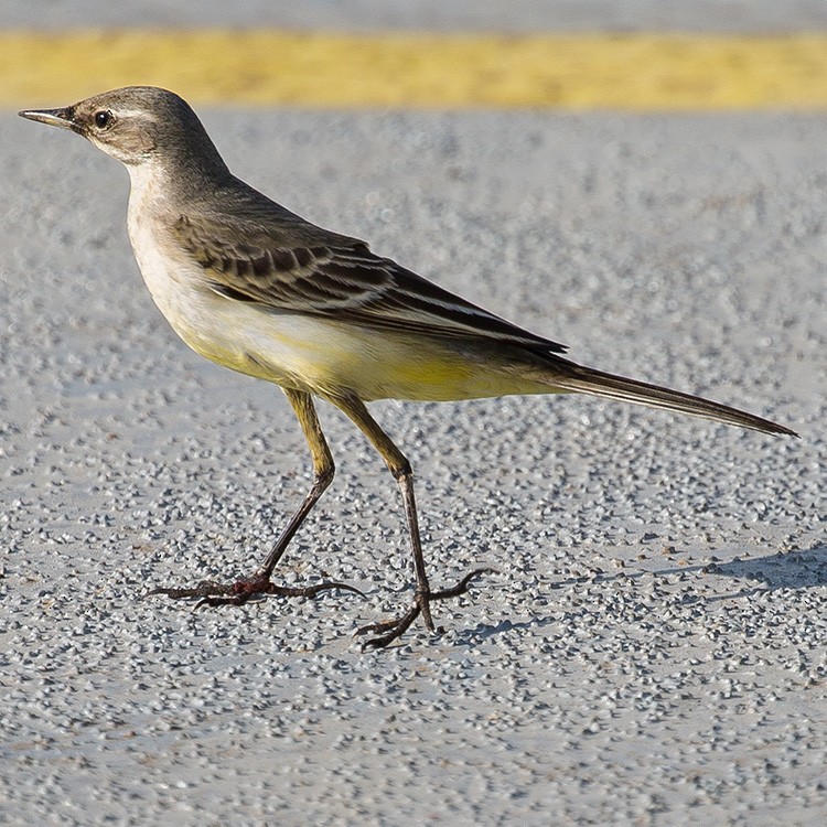 Western Yellow Wagtail - ML250674941