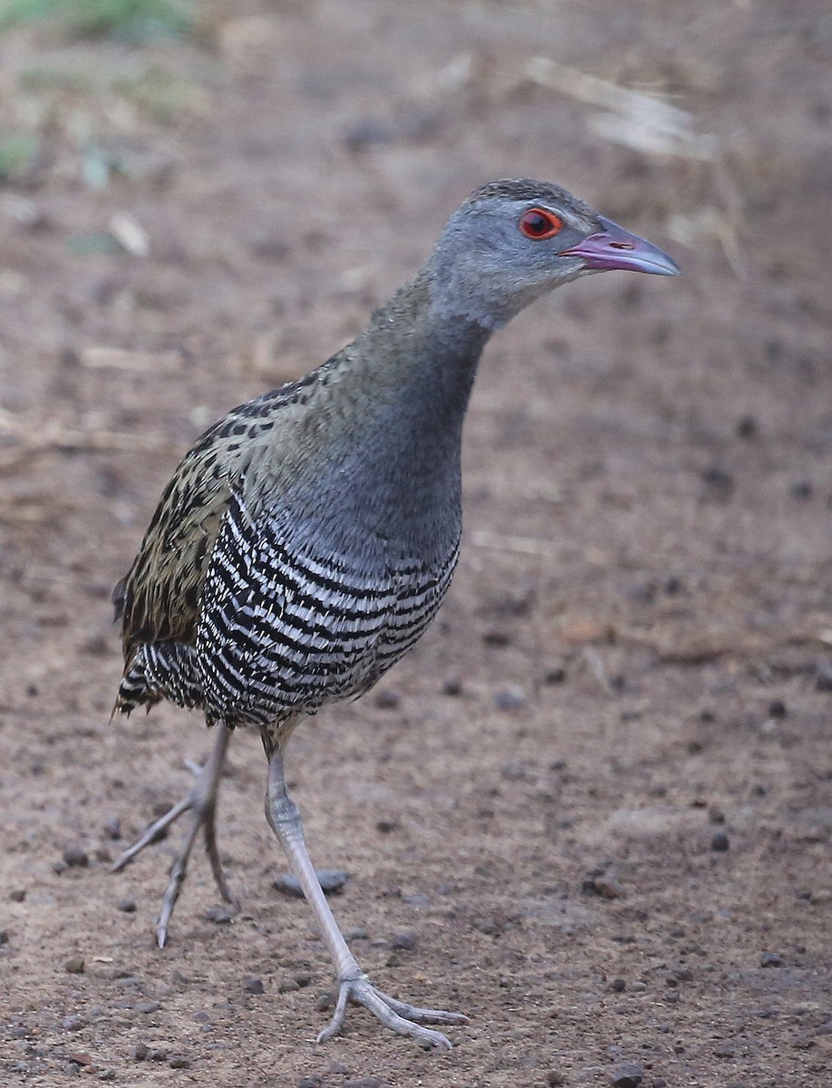 African Crake - ML250675201