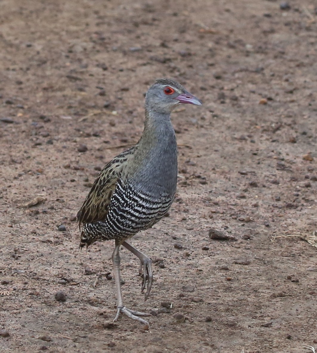 African Crake - Steve James