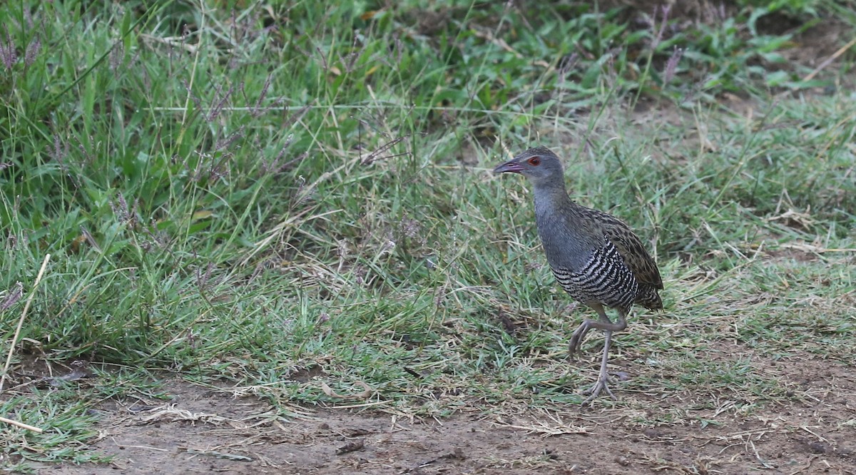 African Crake - ML250675271