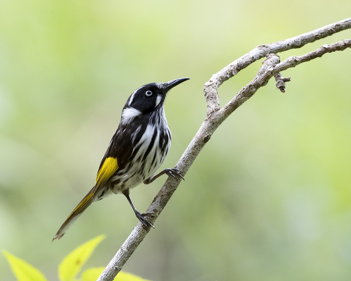 New Holland Honeyeater - ML250676061