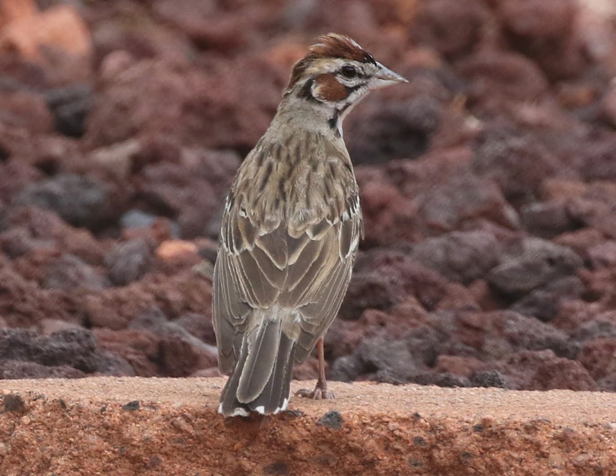 Lark Sparrow - ML250676091