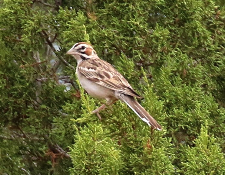 Lark Sparrow - ML250676111