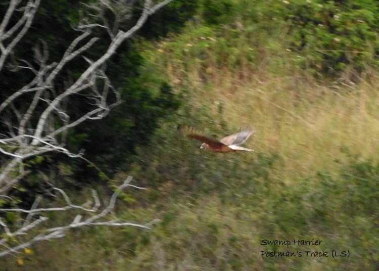 Swamp Harrier - Marie Tarrant