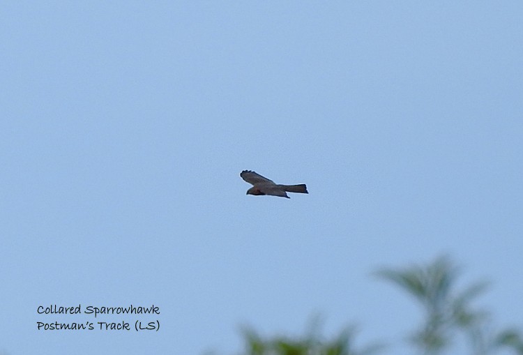 Collared Sparrowhawk - Marie Tarrant