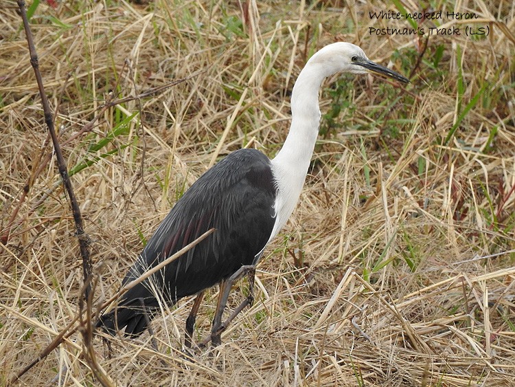 Pacific Heron - ML250676251