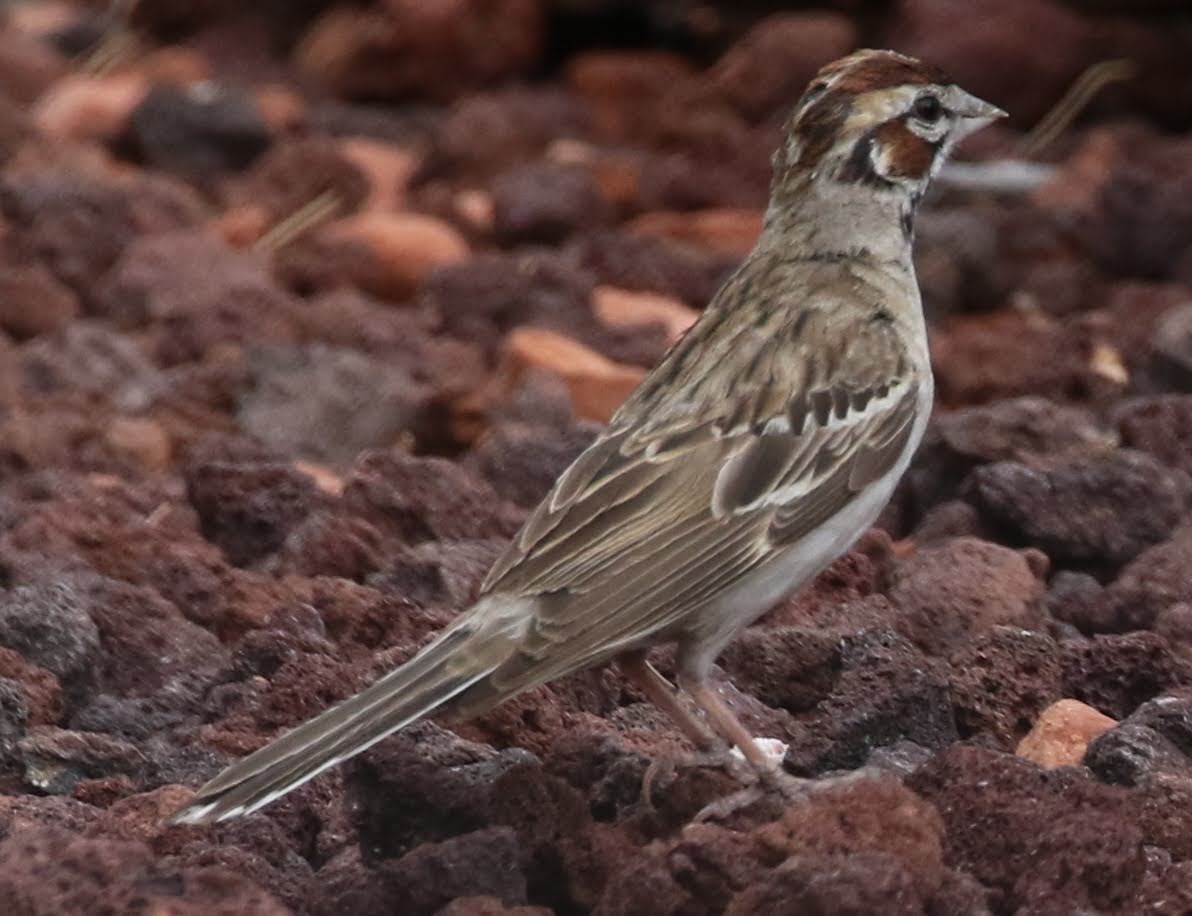 Lark Sparrow - ML250676331