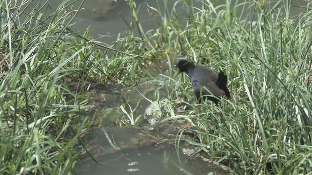 Black Crake - ML250677581