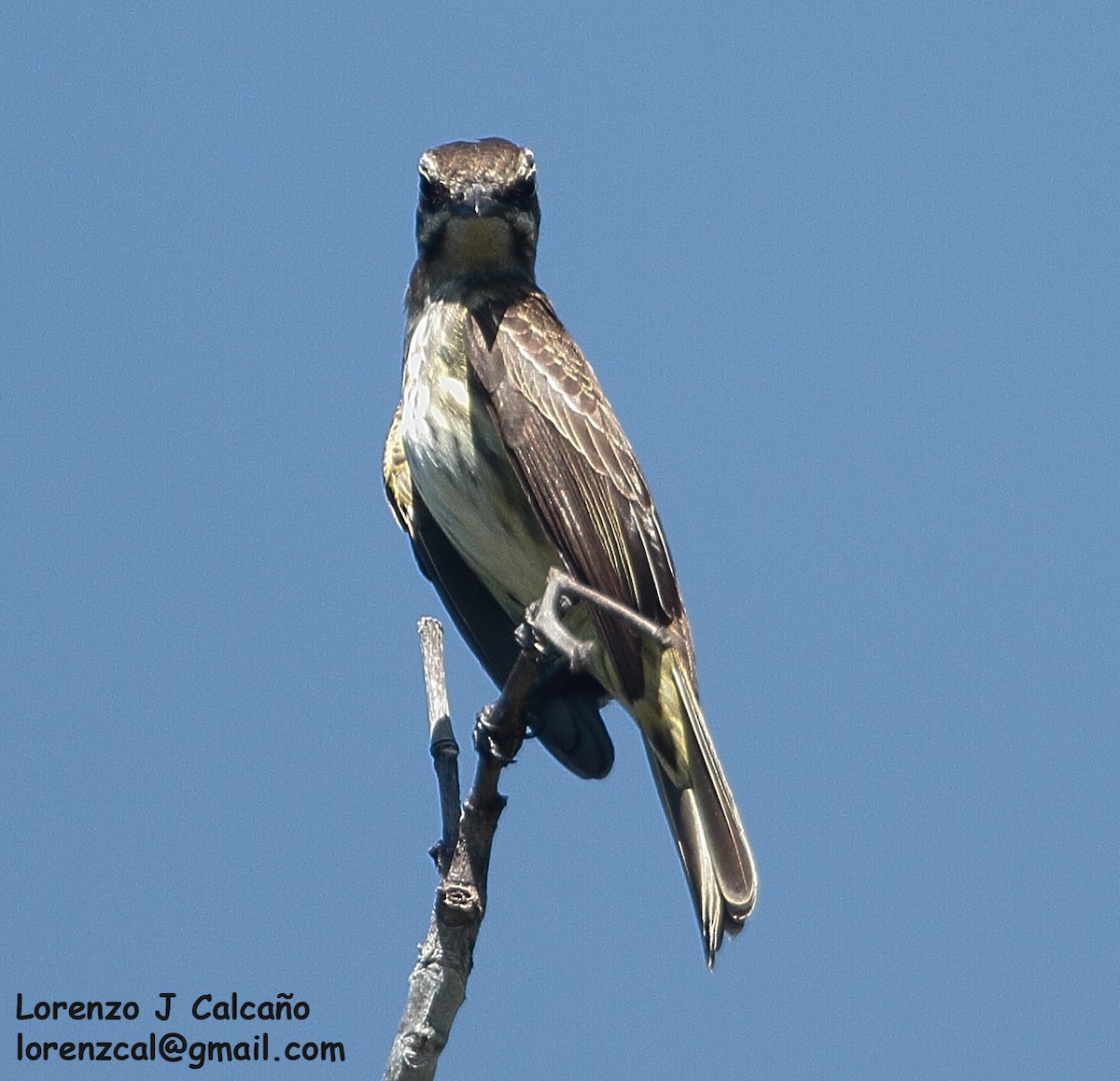 Piratic Flycatcher - ML250677601