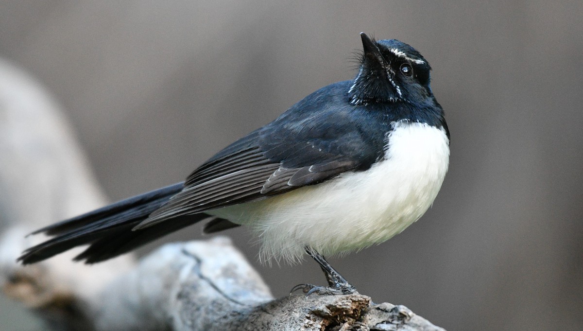 Willie-wagtail - Chris lenehan