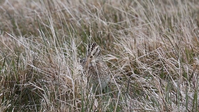 Magellanic Snipe - ML250682031