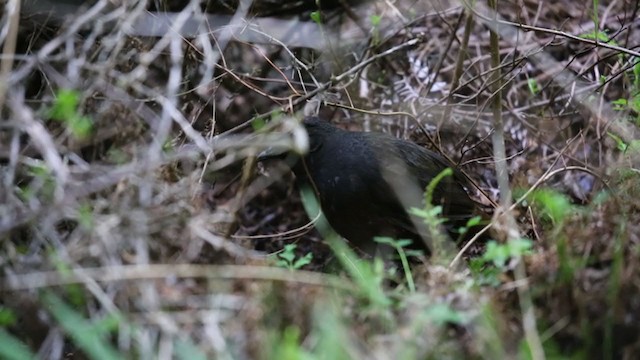 Schwarzkehltapaculo - ML250684141