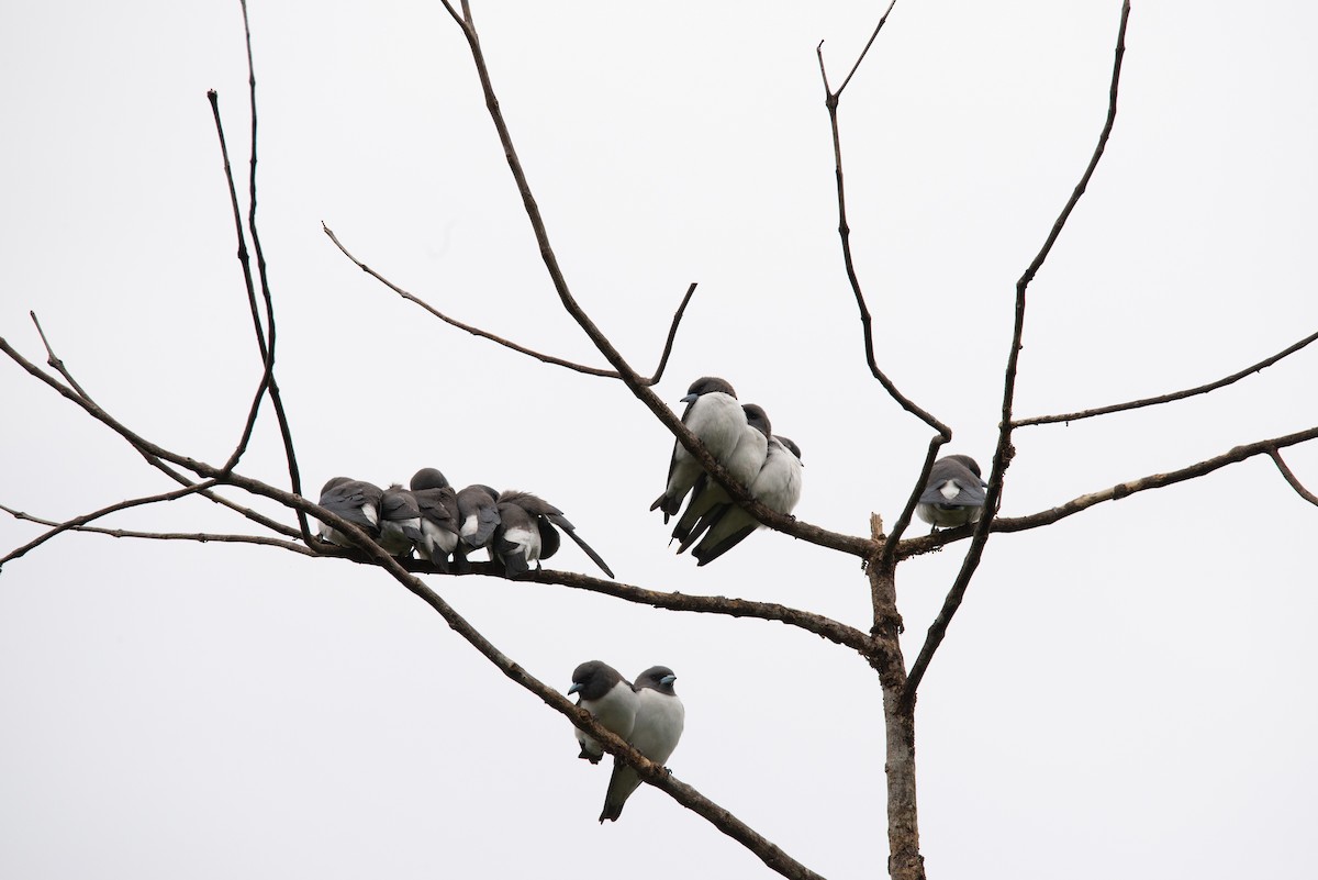 White-breasted Woodswallow - ML250684741
