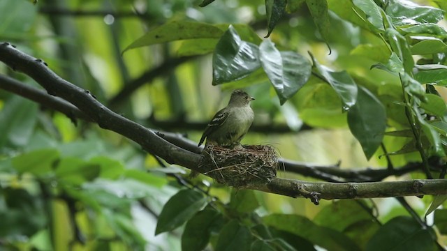 Noronha Elaenia - ML250684791