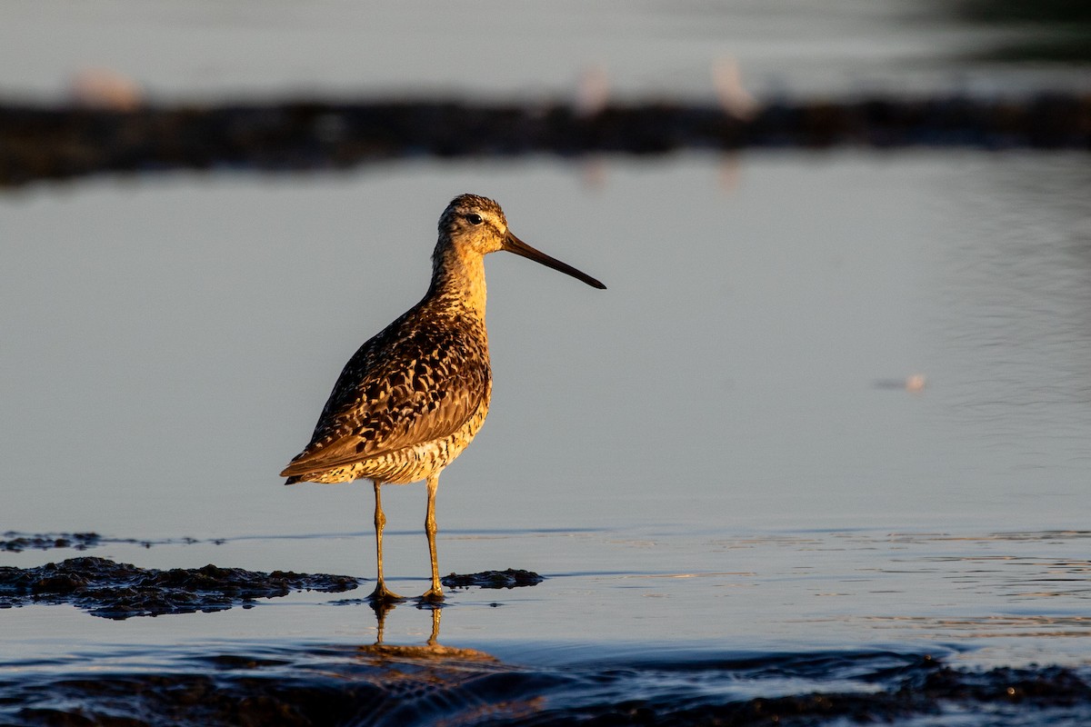 Short-billed Dowitcher - ML250684961