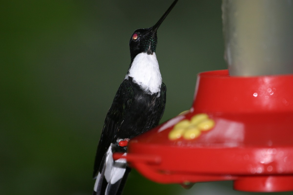 Collared Inca - ML250685121