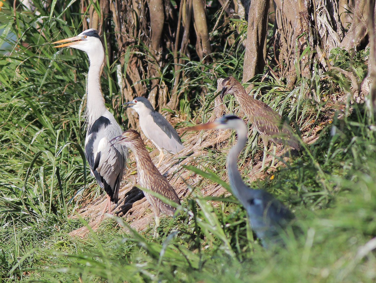 Gray Heron - ML250686771