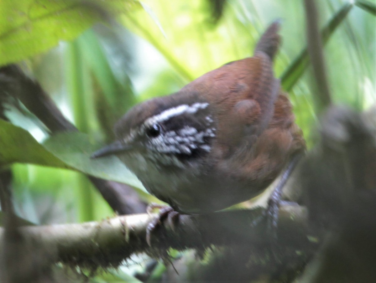 Gray-breasted Wood-Wren (Choco) - ML250688041