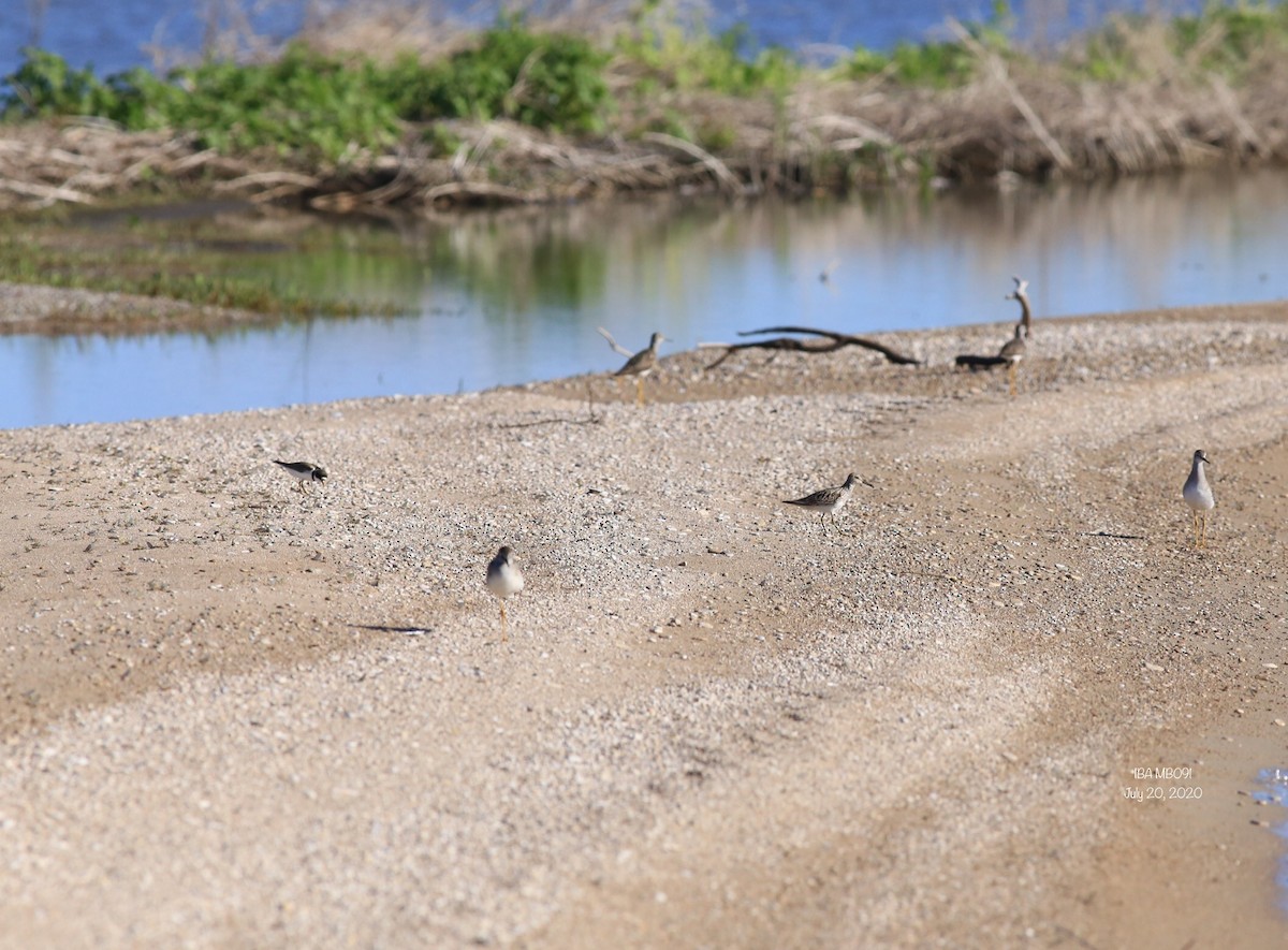 Semipalmated Plover - ML250688151