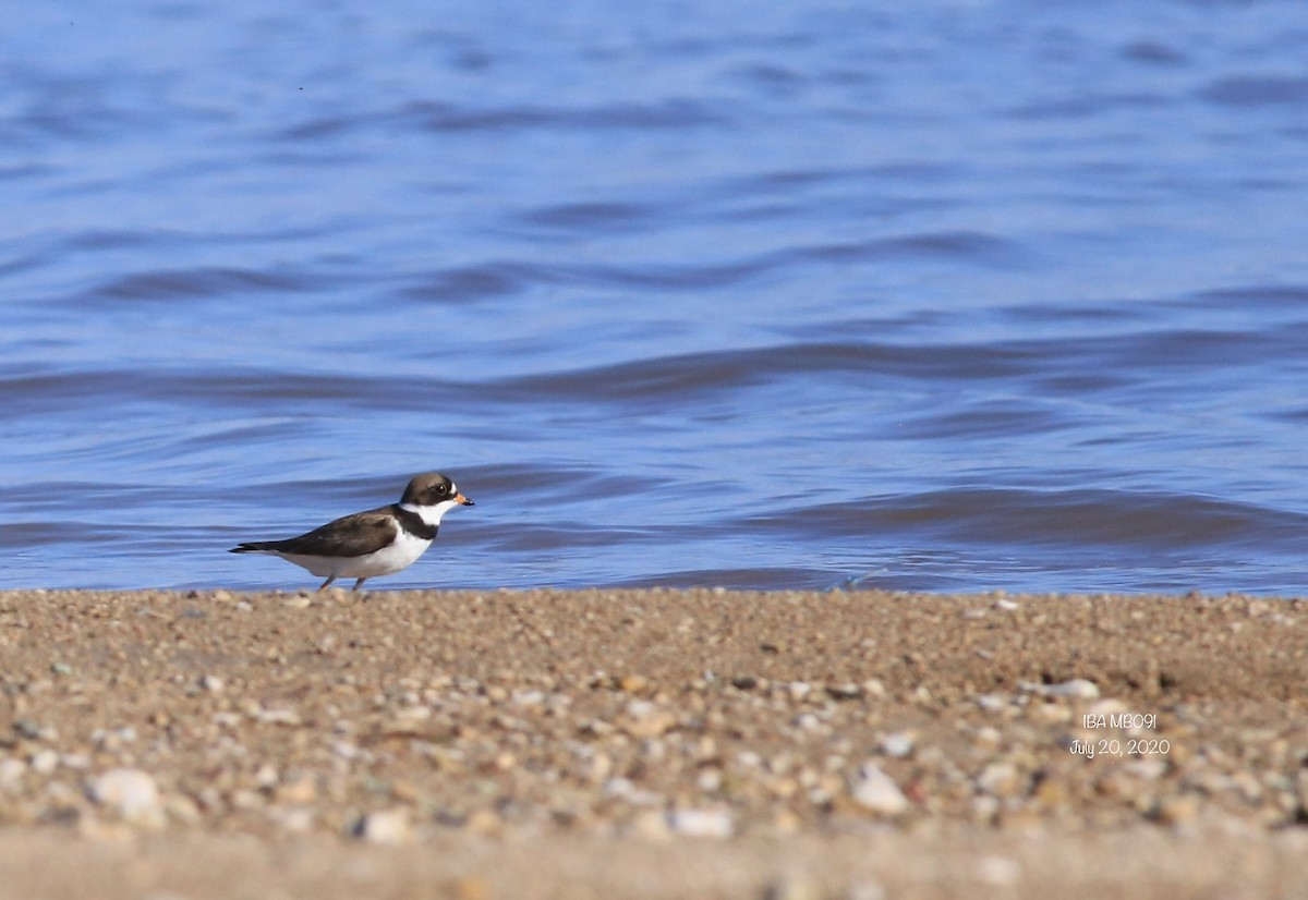 Semipalmated Plover - ML250688171