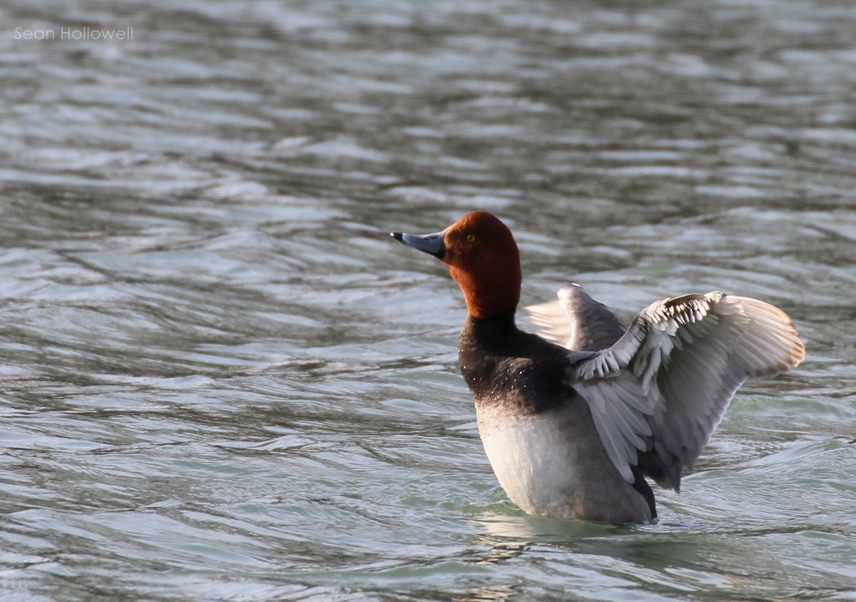 Redhead - ML25068901