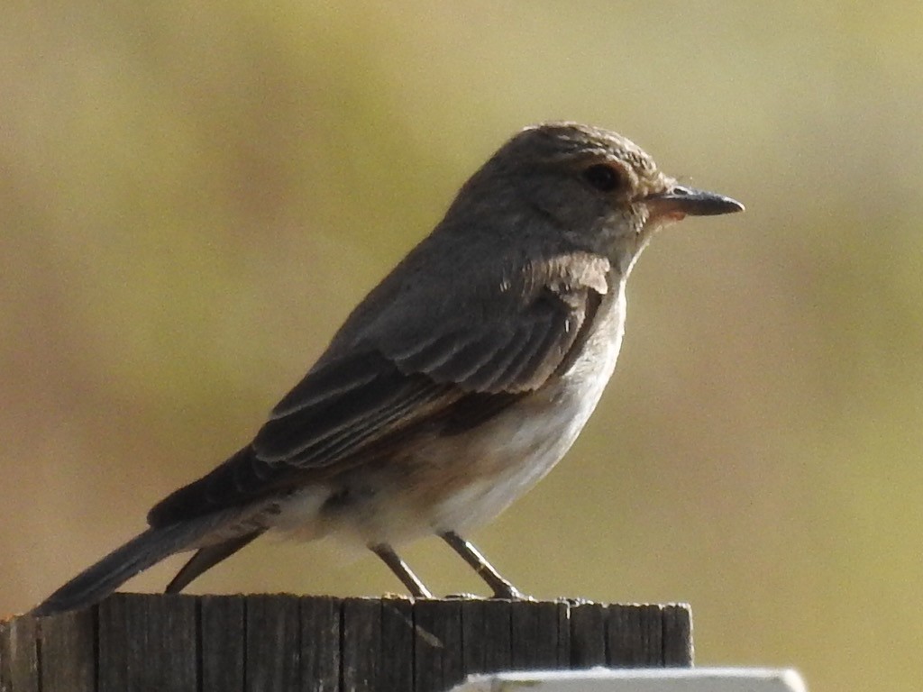 Spotted Flycatcher - Chemi Ibáñez de la Fuente