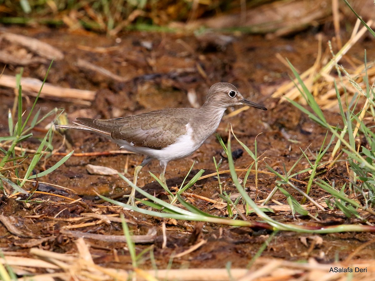 Common Sandpiper - ML250690701