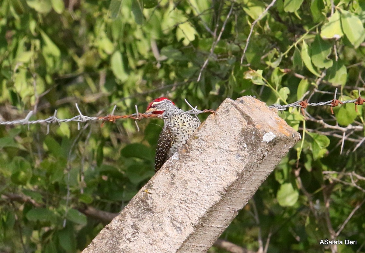 Nubian Woodpecker - Fanis Theofanopoulos (ASalafa Deri)